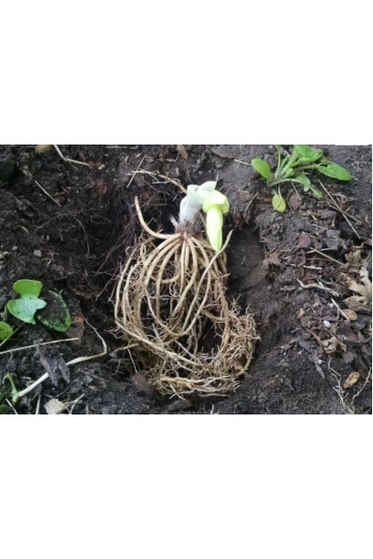 Хоста ’Color Festival’ коріння